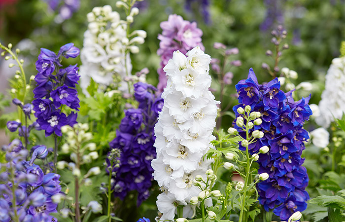 Photograph of a larkspur