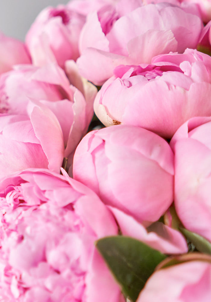 Closed pink peonies clustered together with delicate petals, amidst green leaves in a close-up, showcasing their lush and soft texture.