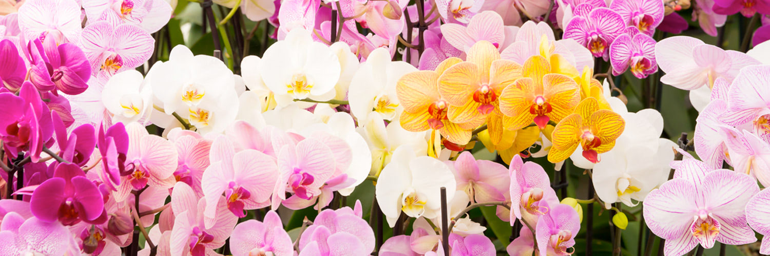 Orchids displaying vibrant shades of pink, white, and yellow are clustered closely together, filling the scene with their delicate blooms. They are surrounded by green stems and leaves.