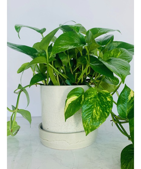 Pothos Ivy in Ceramic Pot