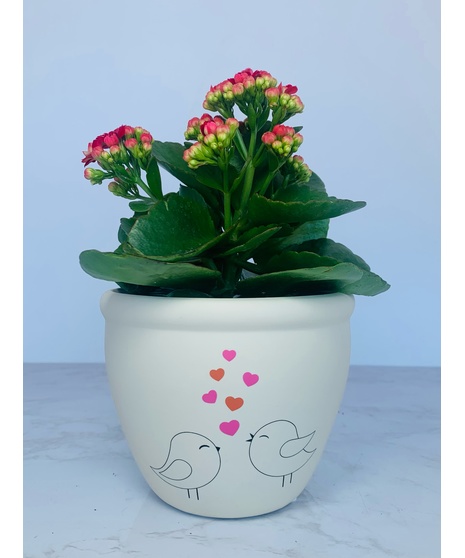 Love Birds Potted Plant